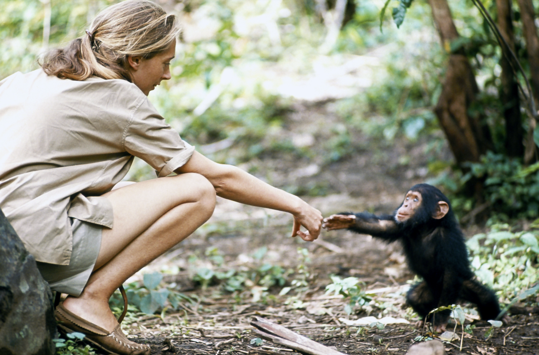 G Adventures Adds to 'Jane Goodall Collection' for Environmentalist's Milestone Birthday